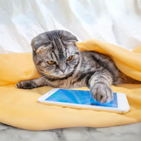 Tecnología para Gatos: Desde Apps hasta Juguetes Inteligentes