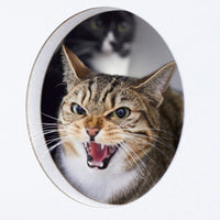 Cómo Manejar la Agresión en Gatos: Guía Completa