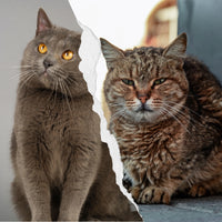 Gatos de Raza vs. Gatos de Refugio: Desmintiendo Mitos