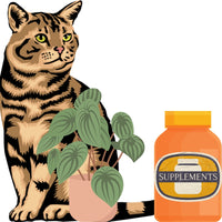 Suplementos Nutricionales para Gatos: Guía Completa