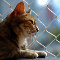 Previene las Caídas de Gatos: Redes de Seguridad para Ventanas