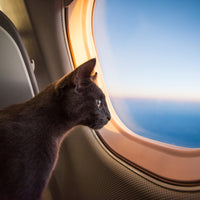 Gato viajero en avión