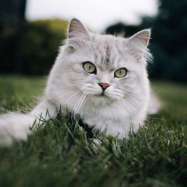 Taza Blanca con Impresión de Gato "Actitud Miau"