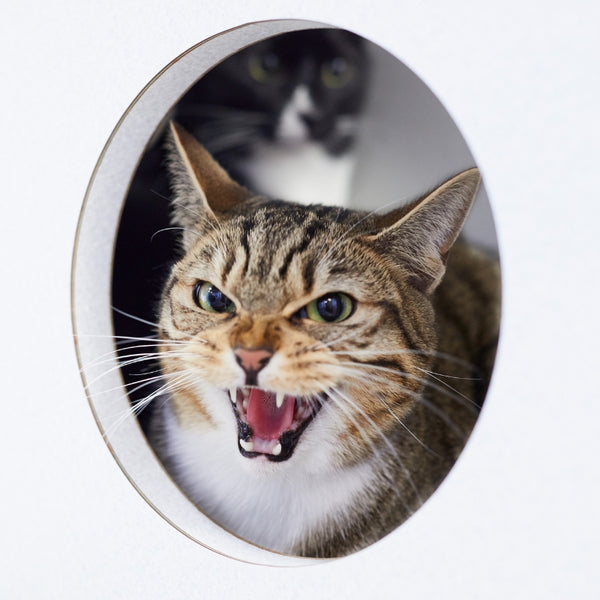 Sudadera con Capucha Unisex Estampado de Gato "Miau de Sorpresa"