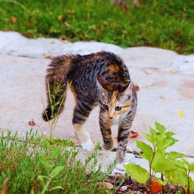 ¿Por qué arquean la espalda los gatos? Razones principales