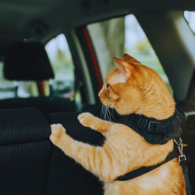 ¿Es posible viajar con un gato en coche?