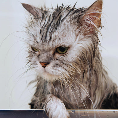 ¿Por qué los gatos odian el agua?