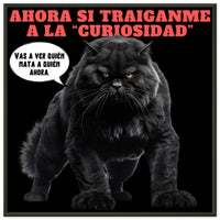 Póster Semibrillante de Gato con Marco Metal "Curiosidad Superada" Michilandia | La tienda online de los fans de gatos