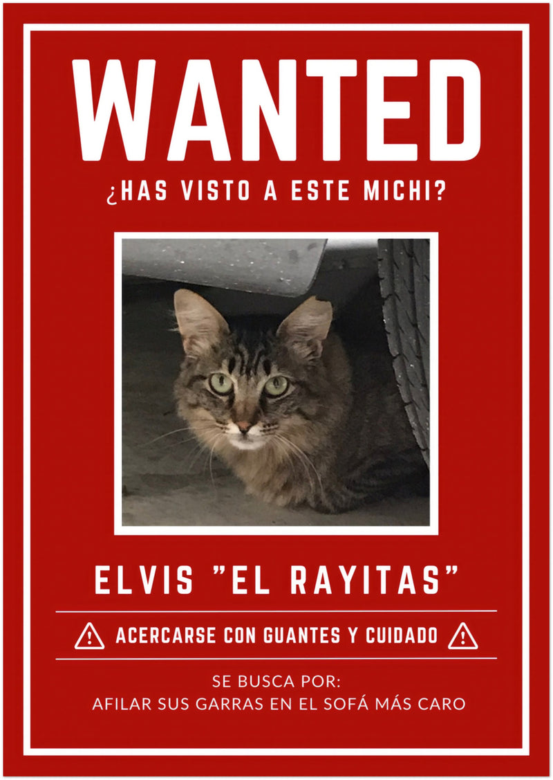 Póster Prémium de Avisos Personalizados de Gatos Gelato