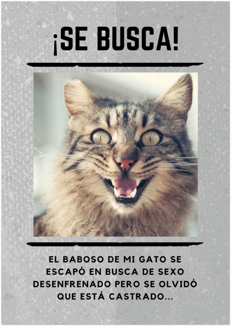 Póster Prémium de Avisos Personalizados de Gatos Gelato