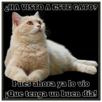 Póster Semibrillante de Gato con Marco Metal "Gato del Día" Michilandia | La tienda online de los fans de gatos